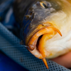 Fjuka Natural 2in1 200gram -Beetmelders WInkel 173e3a2163a6a35f