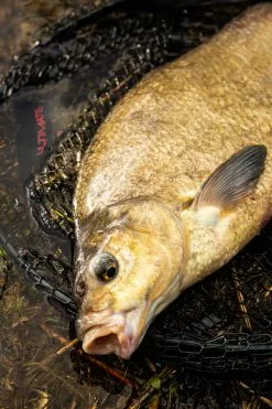 Ultimate Pannet 50x40cm -Beetmelders WInkel 4591855e56a4c716